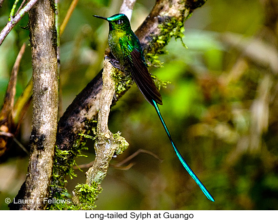 Long-tailed Sylph - © James F Wittenberger and Exotic Birding LLC