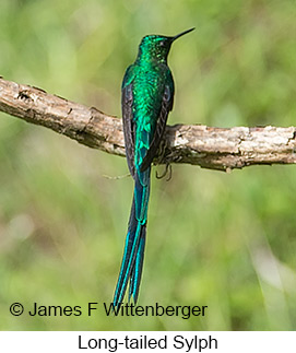 Long-tailed Sylph - © James F Wittenberger and Exotic Birding LLC