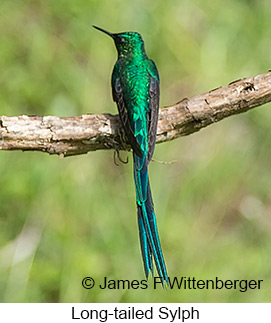 Long-tailed Sylph - © James F Wittenberger and Exotic Birding LLC