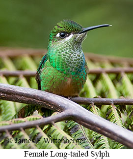 Long-tailed Sylph - © James F Wittenberger and Exotic Birding LLC