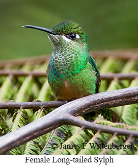 Long-tailed Sylph - © James F Wittenberger and Exotic Birding LLC