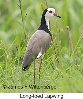 Long-toed Lapwing - © James F Wittenberger and Exotic Birding LLC