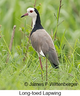 Long-toed Lapwing - © James F Wittenberger and Exotic Birding LLC Long-toed Lapwing - © James F Wittenberger and Exotic Birding LLC