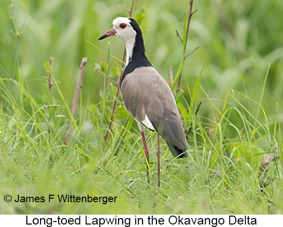 Long-toed Lapwing - © James F Wittenberger and Exotic Birding LLC