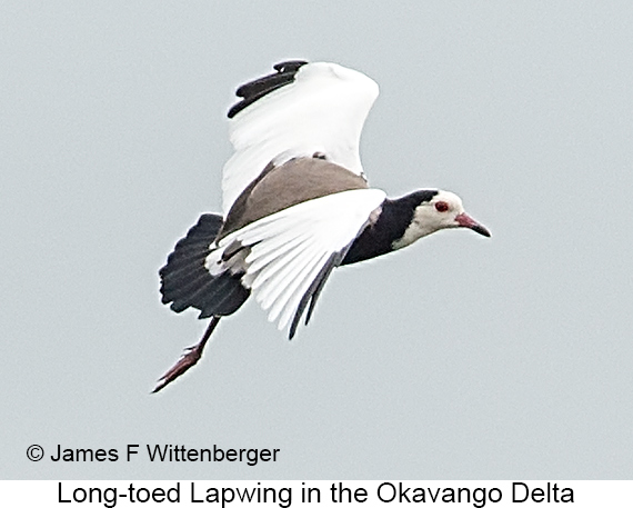 Long-toed Lapwing - © James F Wittenberger and Exotic Birding LLC