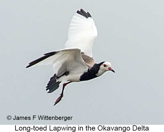 Long-toed Lapwing - © James F Wittenberger and Exotic Birding LLC