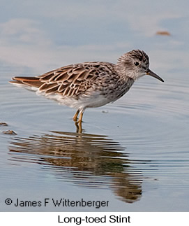 Long-toed Stint - © James F Wittenberger and Exotic Birding LLC Long-toed Stint - © James F Wittenberger and Exotic Birding LLC