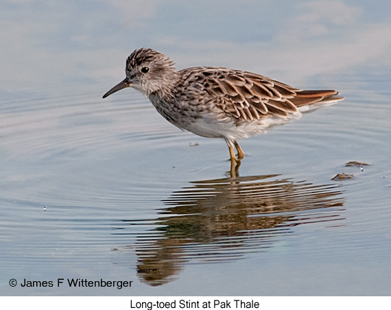 Long-toed Stint - © James F Wittenberger and Exotic Birding LLC