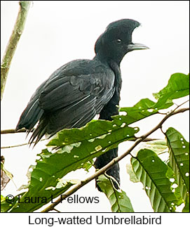 Long-wattled Umbrellabird - © Laura L Fellows and Exotic Birding LLC