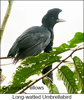 Long-wattled Umbrellabird - © Laura L Fellows and Exotic Birding Tours