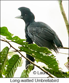 Long-wattled Umbrellabird - © Laura L Fellows and Exotic Birding LLC