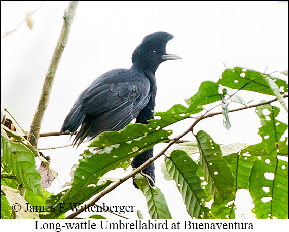 Long-wattled Umbrellabird - &copy; James F Wittenberger and Exotic Birding LLC