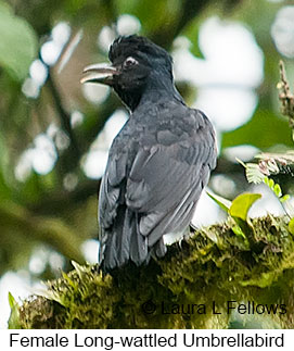 Long-wattled Umbrellabird - © Laura L Fellows and Exotic Birding tours