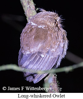 Long-whiskered Owlet - &copy; James F Wittenberger and Exotic Birding LLC