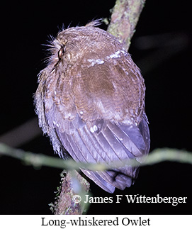 Long-whiskered Owlet - &copy; James F Wittenberger and Exotic Birding LLC
