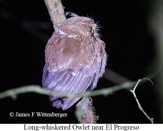 Long-whiskered Owlet - &copy; James F Wittenberger and Exotic Birding LLC
