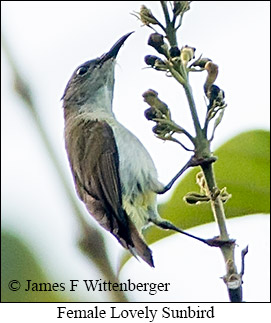 Lovely Sunbird - &copy; James F Wittenberger and Exotic Birding LLC