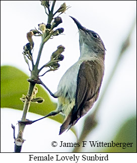 Lovely Sunbird - © James F Wittenberger and Exotic Birding LLC