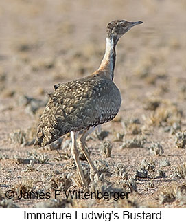 Ludwig's Bustard - © James F Wittenberger and Exotic Birding LLC