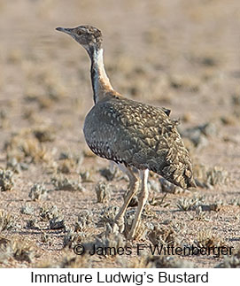 Ludwig's Bustard - © James F Wittenberger and Exotic Birding LLC