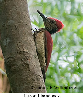 Luzon Flameback - © James F Wittenberger and Exotic Birding LLC