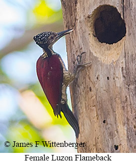 Luzon Flameback - &copy; James F Wittenberger and Exotic Birding LLC