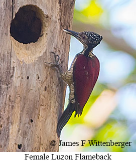 Luzon Flameback - © James F Wittenberger and Exotic Birding LLC