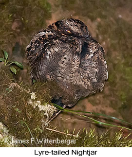 Lyre-tailed Nightjar - © James F Wittenberger and Exotic Birding LLC