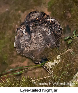 Lyre-tailed Nightjar - © James F Wittenberger and Exotic Birding LLC