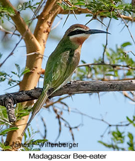 Madagascar Bee-eater - © James F Wittenberger and Exotic Birding LLC