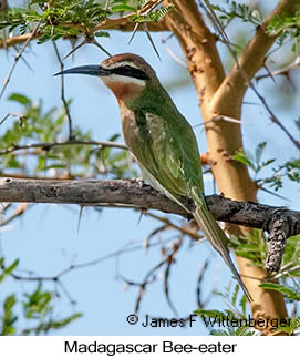 Madagascar Bee-eater - © James F Wittenberger and Exotic Birding LLC Madagascar Bee-eater - © James F Wittenberger and Exotic Birding LLC