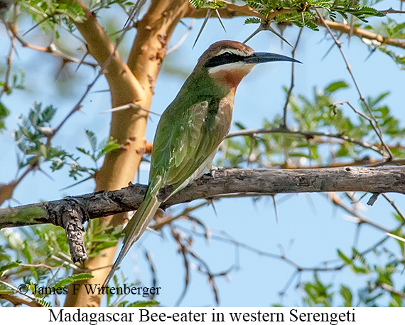 Madagascar Bee-eater - © James F Wittenberger and Exotic Birding LLC