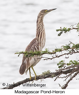 Madagascar Pond-Heron - © James F Wittenberger and Exotic Birding LLC