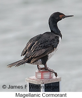 Magellanic Cormorant - © James F Wittenberger and Exotic Birding LLC Magellanic Cormorant - © James F Wittenberger and Exotic Birding LLC