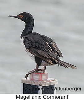 Magellanic Cormorant - © James F Wittenberger and Exotic Birding LLC Magellanic Cormorant - © James F Wittenberger and Exotic Birding LLC