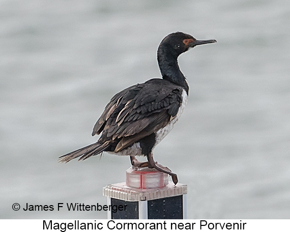 Magellanic Cormorant - © James F Wittenberger and Exotic Birding LLC Magellanic Cormorant - © James F Wittenberger and Exotic Birding LLC