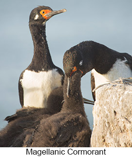 Magellanic Cormorant  - Courtesy Argentina Wildlife Expeditions