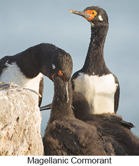 Magellanic Cormorant  - Courtesy Argentina Wildlife Expeditions