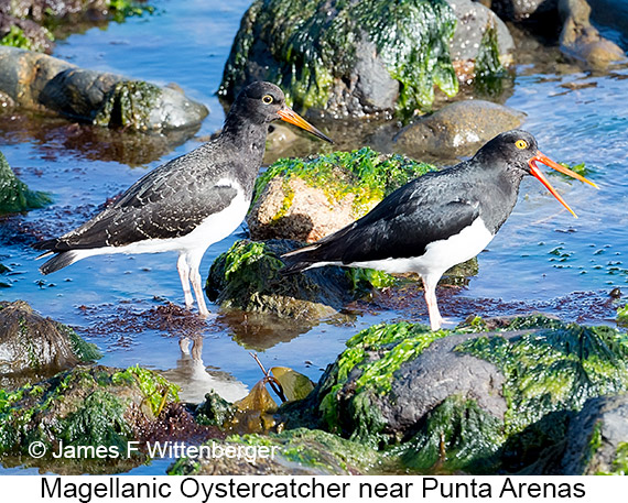 Magellanic Oystercatcher - © James F Wittenberger and Exotic Birding LLC Magellanic Oystercatcher - © James F Wittenberger and Exotic Birding LLC