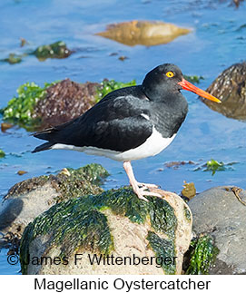 Magellanic Oystercatcher - &copy; James F Wittenberger and Exotic Birding LLC