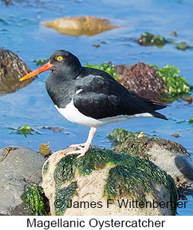 Magellanic Oystercatcher - © James F Wittenberger and Exotic Birding LLC Magellanic Oystercatcher - © James F Wittenberger and Exotic Birding LLC