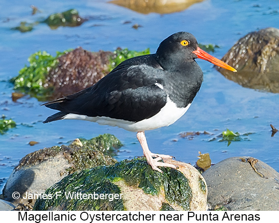 Magellanic Oystercatcher - © James F Wittenberger and Exotic Birding LLC Magellanic Oystercatcher - © James F Wittenberger and Exotic Birding LLC