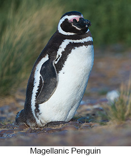 Magellanic Penguin - Courtesy Argentina Wildlife Expeditions