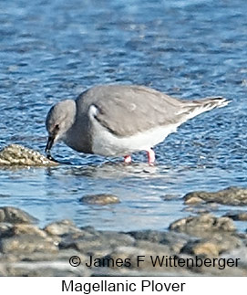 Magellanic Plover - © James F Wittenberger and Exotic Birding LLC Magellanic Plover - © James F Wittenberger and Exotic Birding LLC