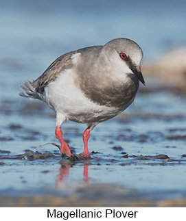 Magellanic Plover - Courtesy Argentina Wildlife Expeditions