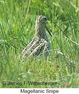 Magellanic Snipe - © James F Wittenberger and Exotic Birding LLC Magellanic Snipe - © James F Wittenberger and Exotic Birding LLC