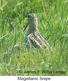 Magellanic Snipe - © James F Wittenberger and Exotic Birding LLC