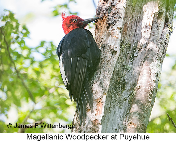 Magellanic Woodpecker - © James F Wittenberger and Exotic Birding LLC Magellanic Woodpecker - © James F Wittenberger and Exotic Birding LLC