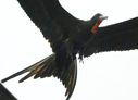 Magnificent Frigatebird - &copy; Laura L Fellows and Exotic Birding tours