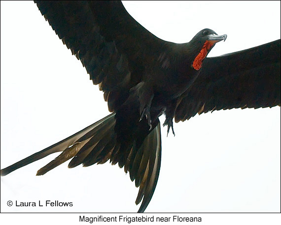 Magnificent Frigatebird - &copy; Laura L Fellows and Exotic Birding Tours